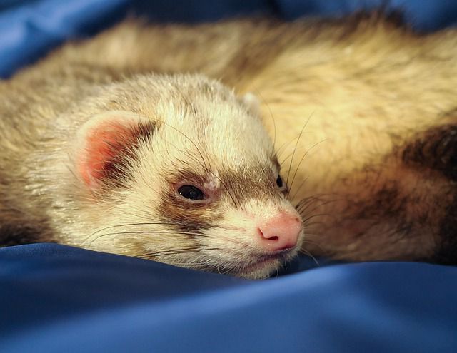 Treatment Options for Distemper in Ferrets