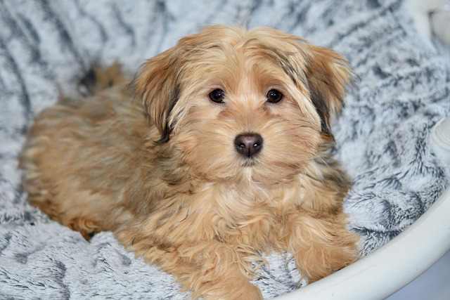 Havanese Price [Cost of Owning a Havanese]