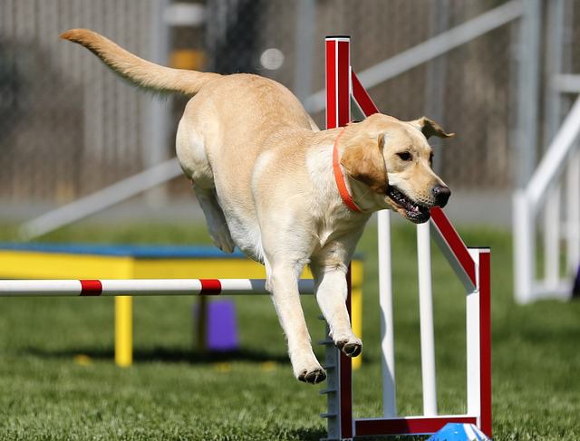 Benefits of Dog Agility Training