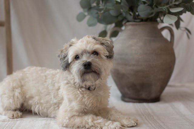 10 Common Reasons For Havanese Whining
