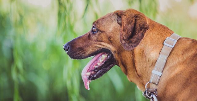 Tips For Preventing Excessive Drooling in Dogs