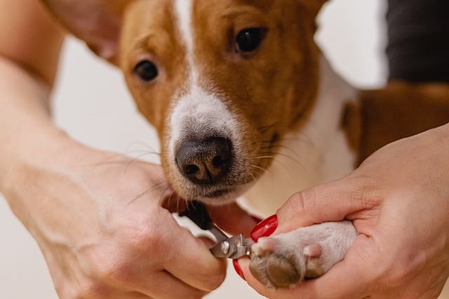Precautions to Take When Trimming Your Dog's Nails