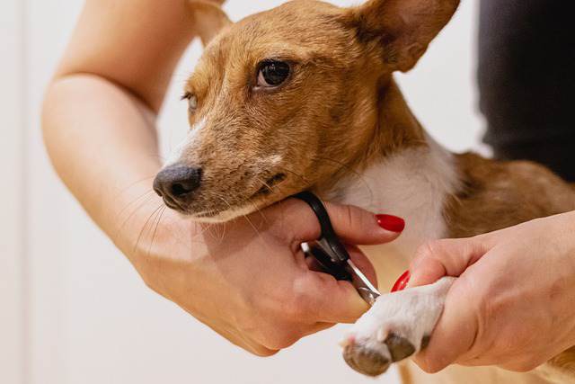 Benefits of Trimming Your Dog's Nails