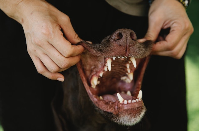 Dog Dental Problems