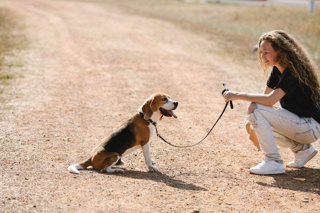 Dog Leash Training [A Step-by-Step Guide]