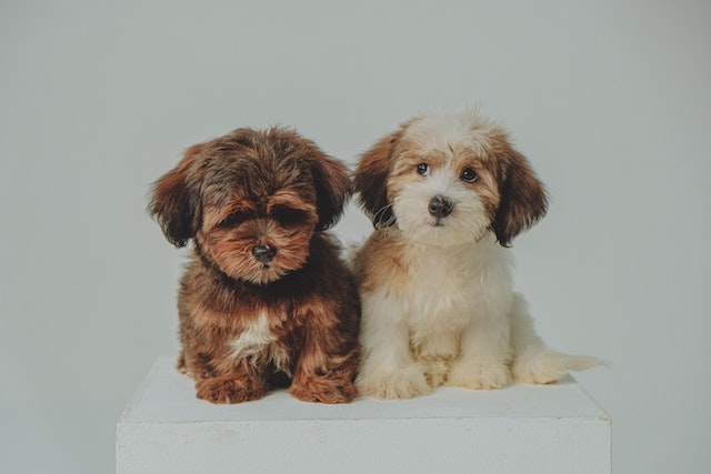 Havanese Temperament [10 Things to Know]