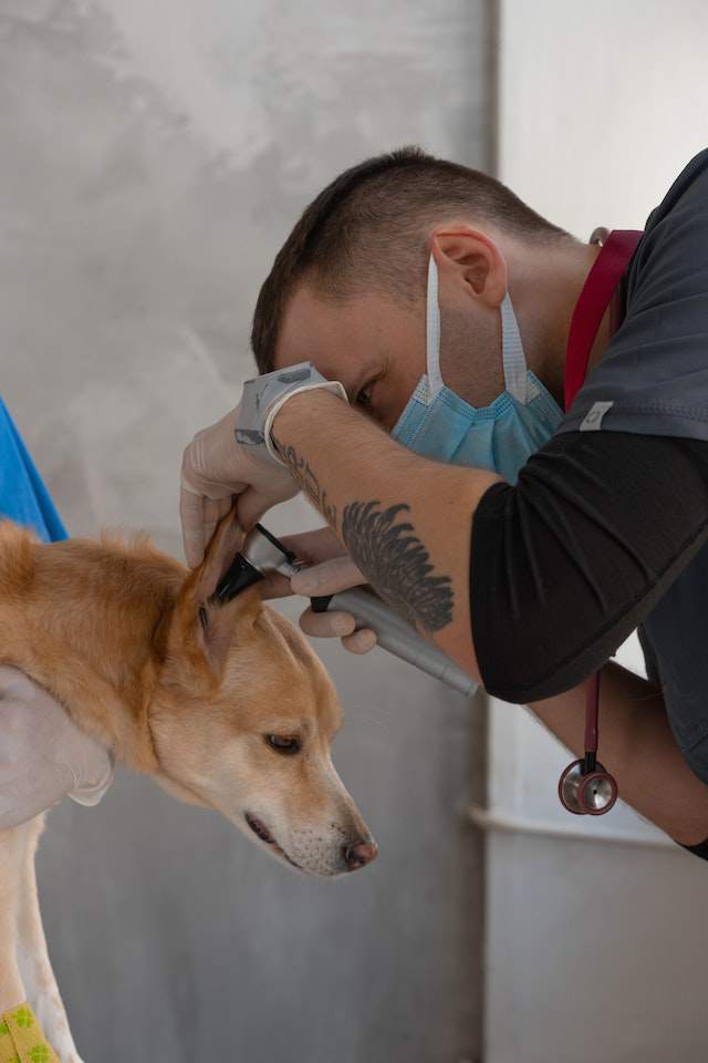 Diagnosis of Ear Problems in Dogs