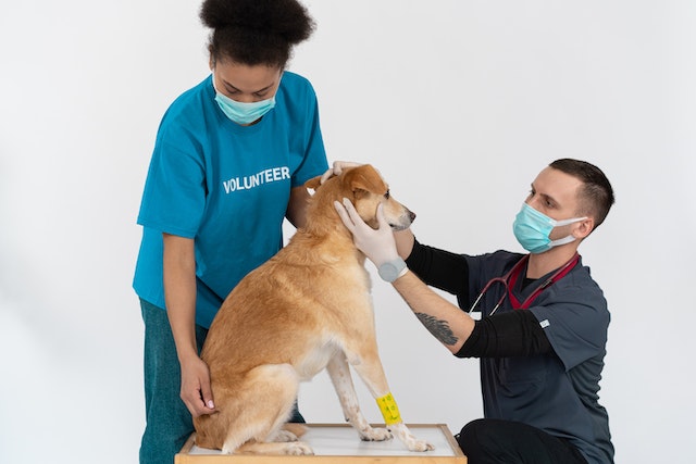 A Break Down Of Dog Dental Care