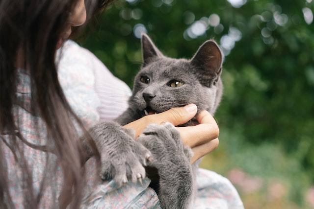 Other Ways Cats Show Affection Aside Gently Bites