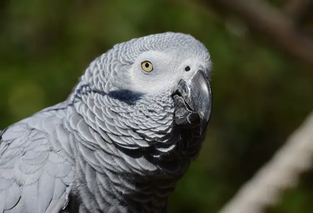 African Grey Parrot Behavior