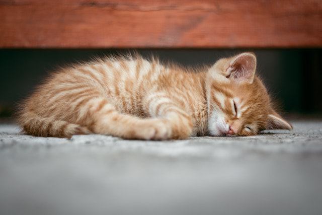 When to Seek Veterinary Help for Your Kitten Sneezing Blood
