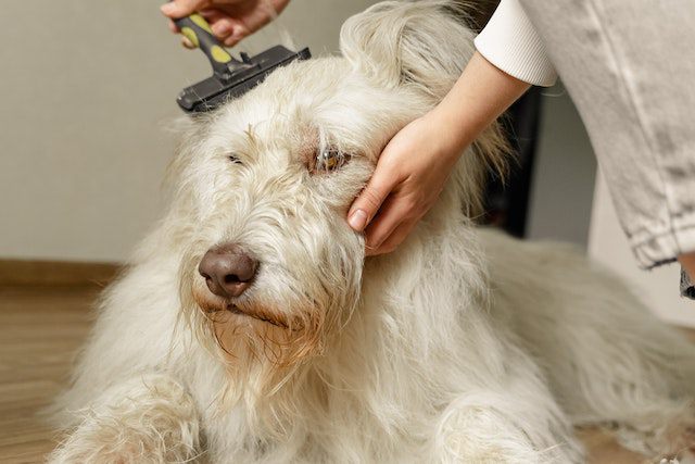 How to Reduce Shedding in Dogs [13 Useful Hints]