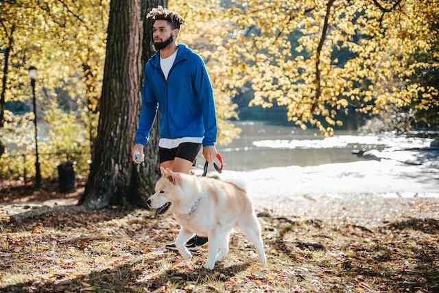 11 Most Common Dog Walking Benefits
