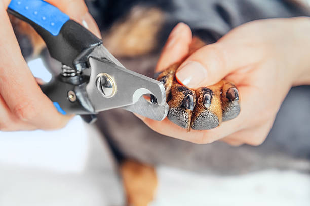 Trimming Your Dog's Nails