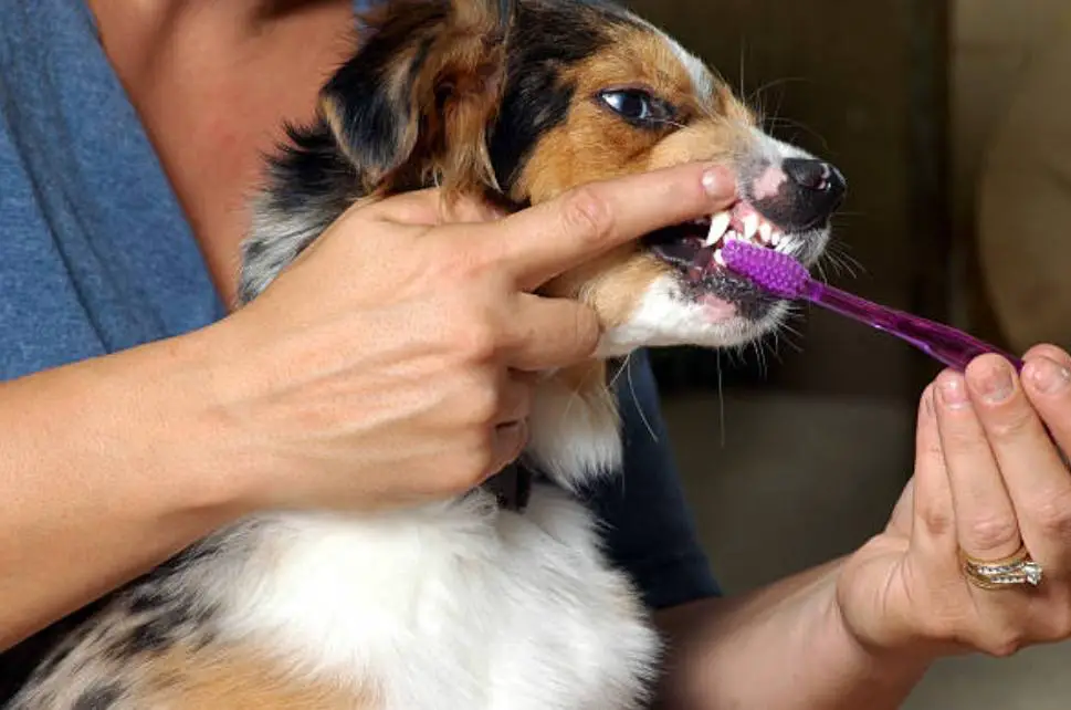 How to Brush Your Dog Teeth