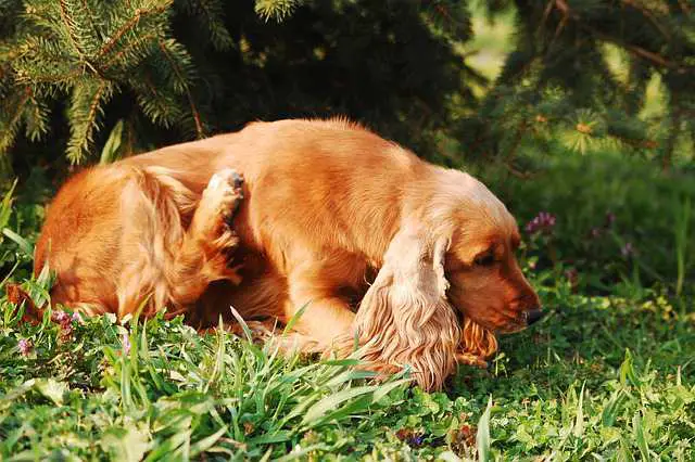 Symptoms of Environmental Allergies in Dogs