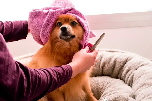 8 Most Important Dog Grooming Tips
