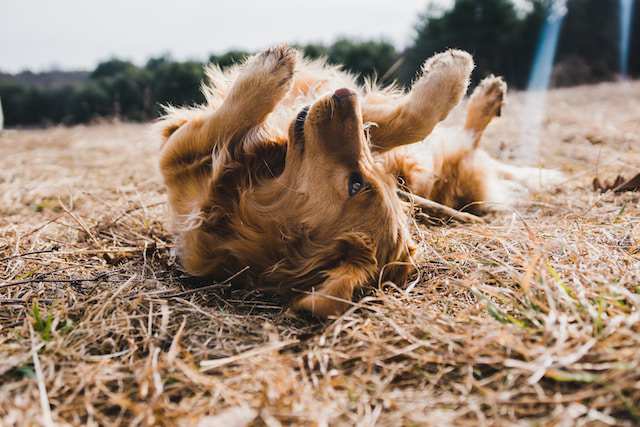 12 Most Common Causes of Allergies in Dogs