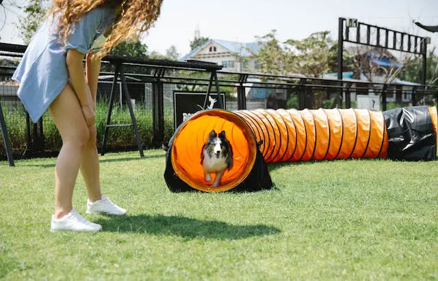 11 Interesting Dog Agility Training Tips & Exercises