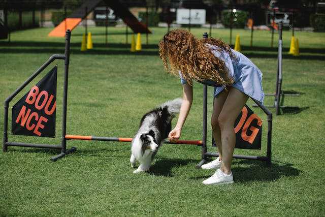 Jumping Hurdles Dog Agility Training
