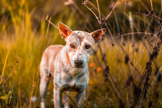 12 Most Common Dog Skin Allergies Symptoms