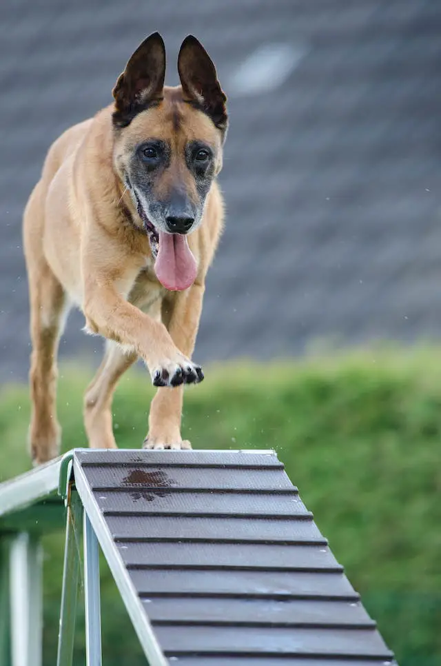 Teeter-Totter Dog Agility Training
