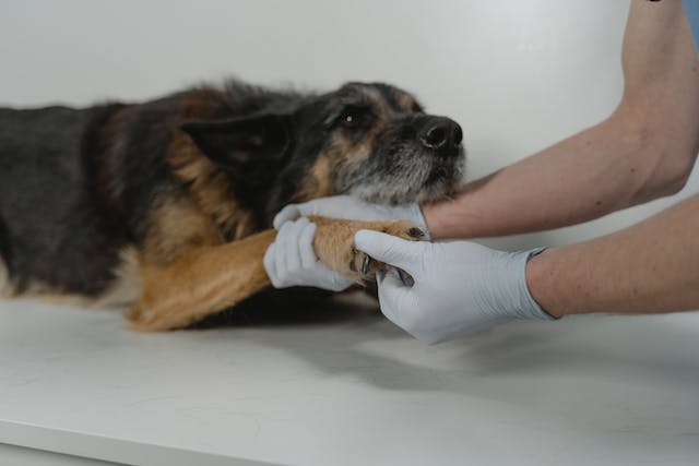 Caring For Dog Paws