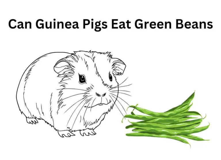 Can Guinea Pigs Eat Green Beans [How to Feed]