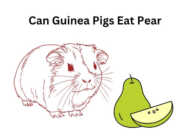 Can Guinea Pigs Eat Pear [How to Feed]