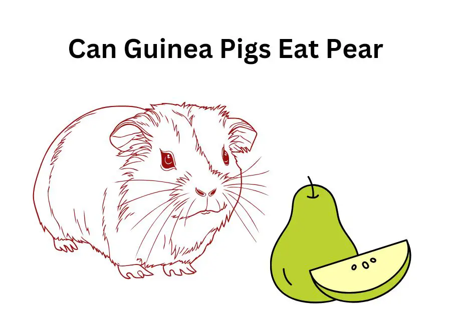 Can Guinea Pigs Eat Pear