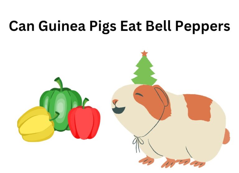 Can Guinea Pigs Eat Bell Peppers [How to Feed]