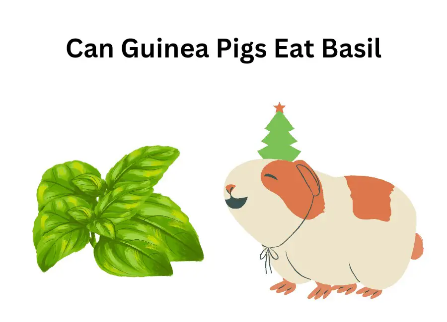 Can Guinea Pigs Eat Basil