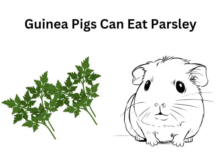 Can Guinea Pigs Eat Parsley [How to Feed]