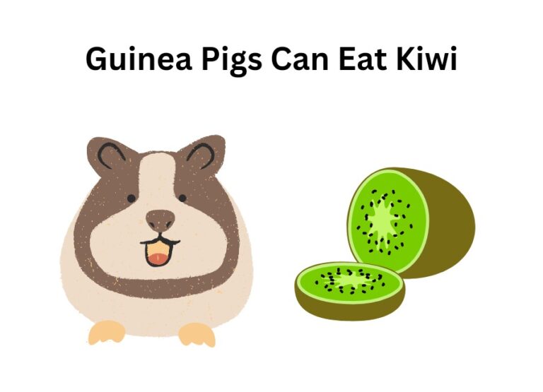 Can Guinea Pigs Eat Kiwi [How to Feed]