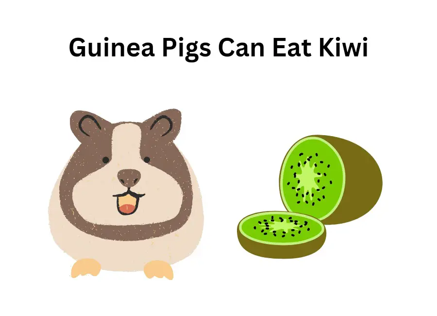 Can Guinea Pigs Eat Kiwi