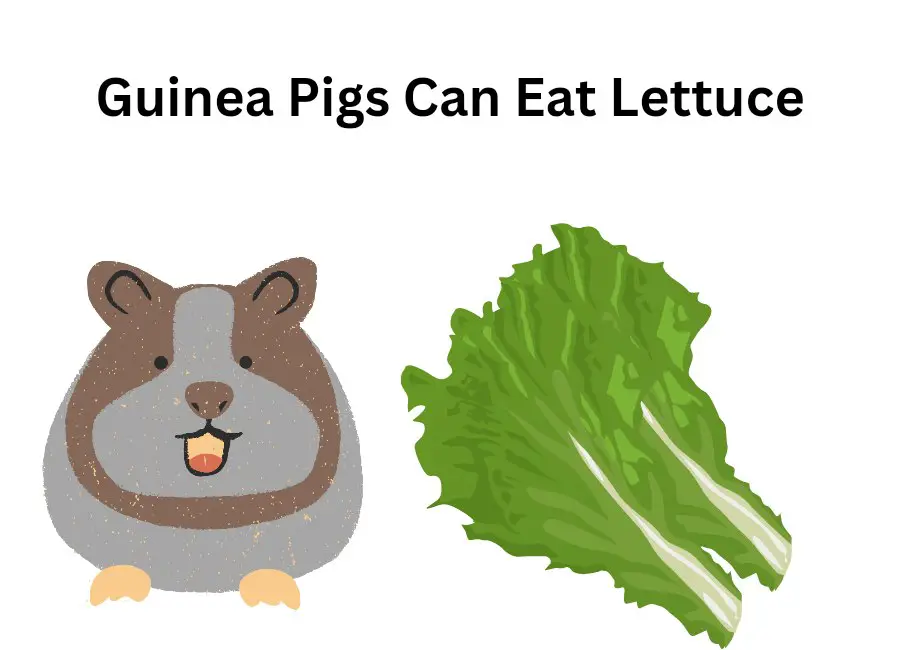 Can Guinea Pigs Eat Lettuce