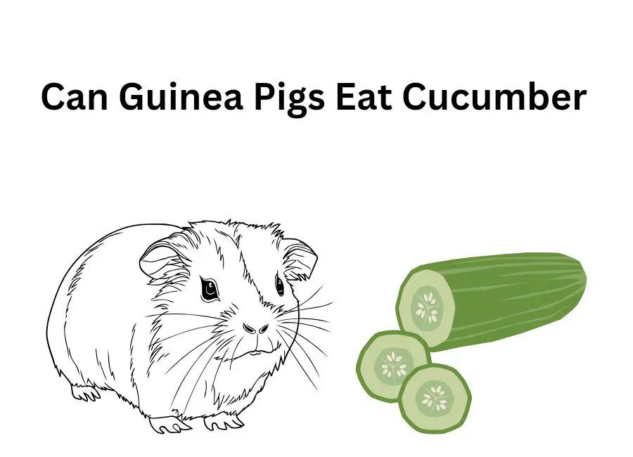 Can Guinea Pigs Eat Cucumber
