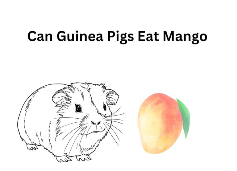 Can Guinea Pigs Eat Mango [How to Feed]