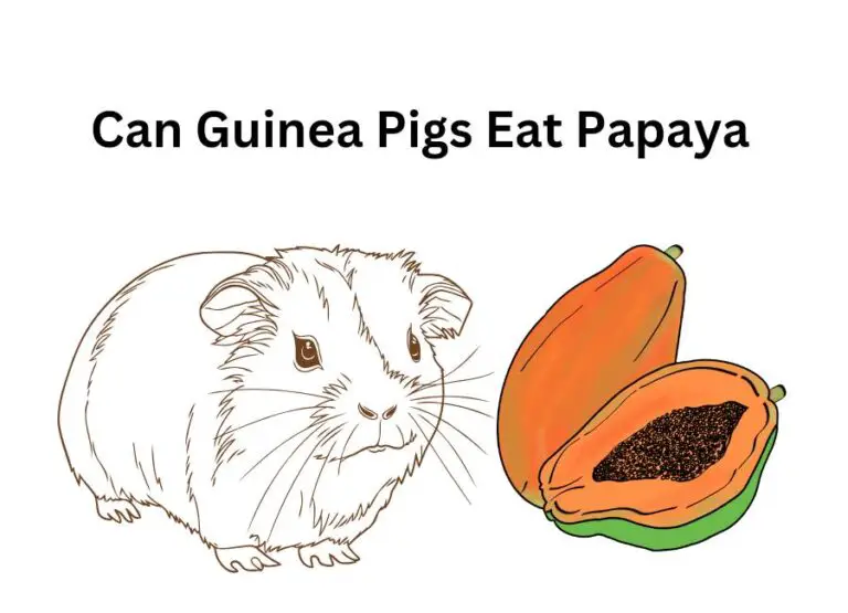 Can Guinea Pigs Eat Papaya [How to Feed]