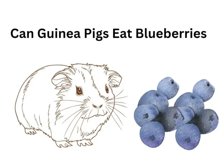 Can Guinea Pigs Eat Blueberries [How to Feed]