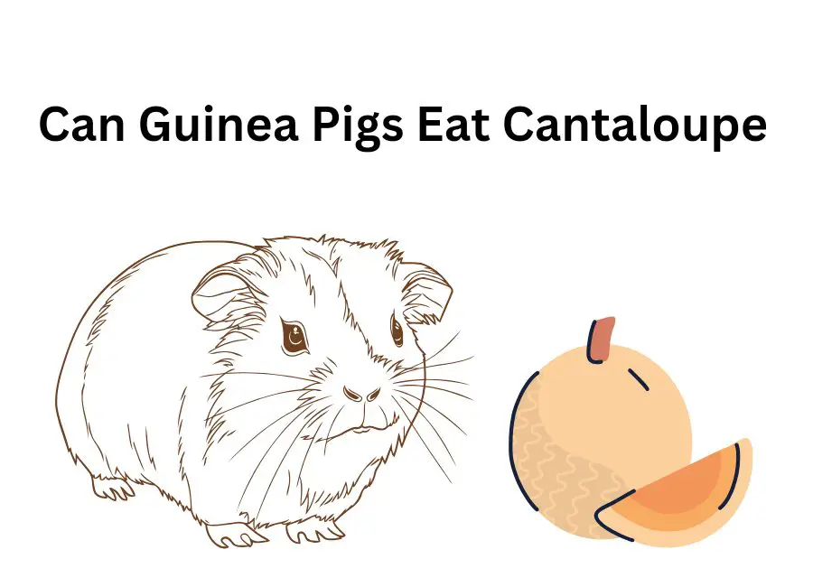 Can Guinea Pigs Eat Cantaloupe