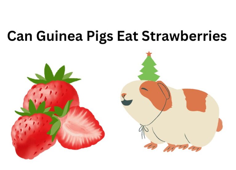 Can Guinea Pigs Eat Strawberries [How to Feed]