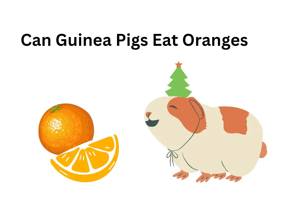 Can Guinea Pigs Eat Oranges