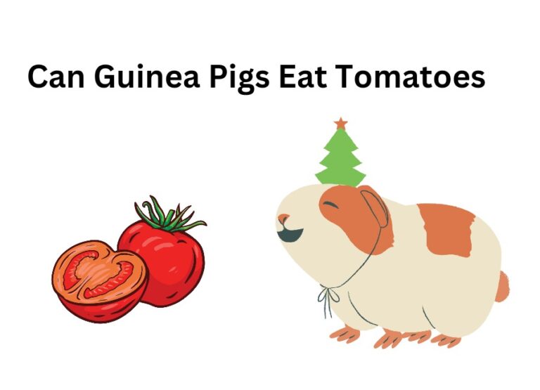 Can Guinea Pigs Eat Tomatoes [How to Feed]