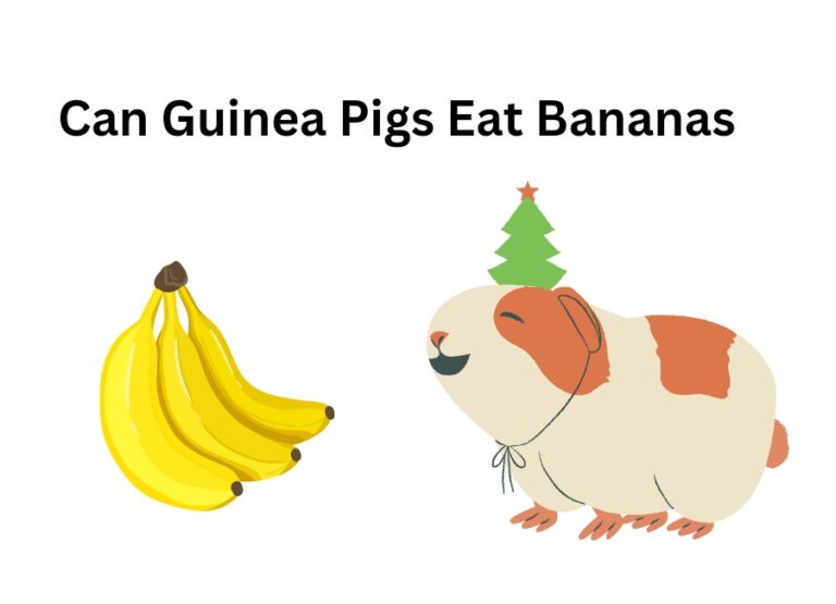 Can Guinea Pigs Eat Bananas [How to Feed]