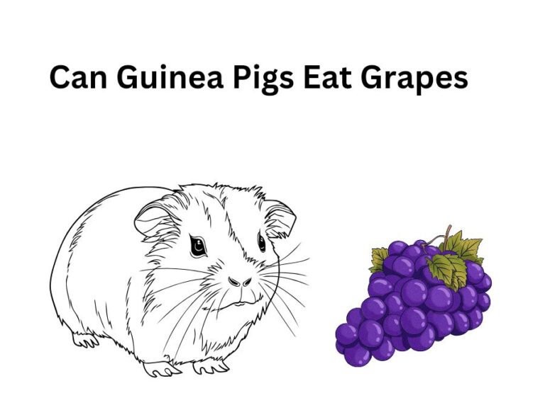 Can Guinea Pigs Eat Grapes [How to Feed]