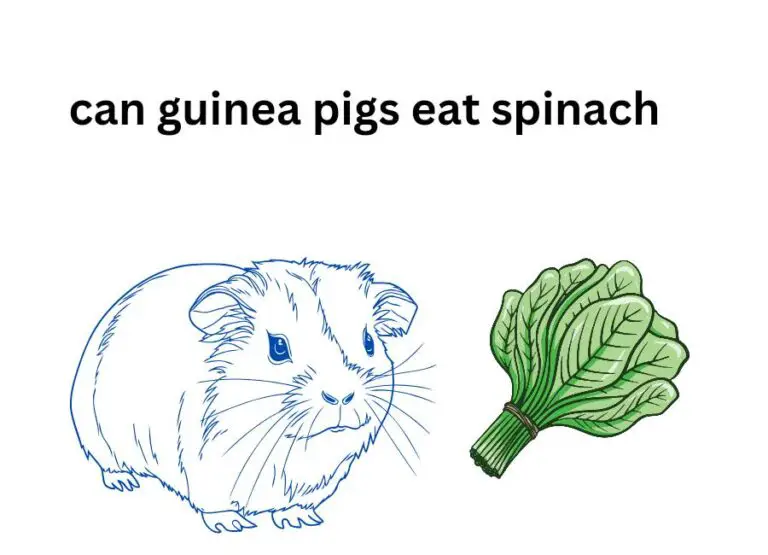 Can Guinea Pigs Eat Spinach [How to Feed]