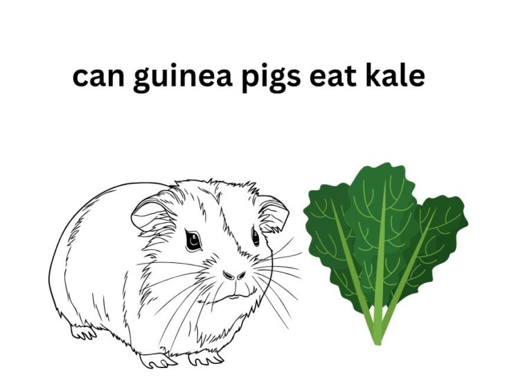 Can Guinea Pigs Eat Kale [How to Feed]