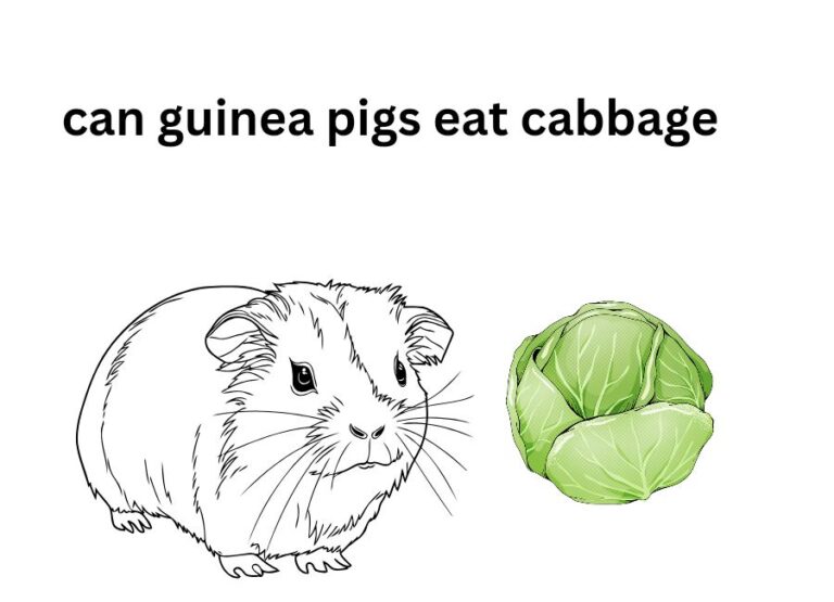 Can Guinea Pigs Eat Cabbage [How to Feed]