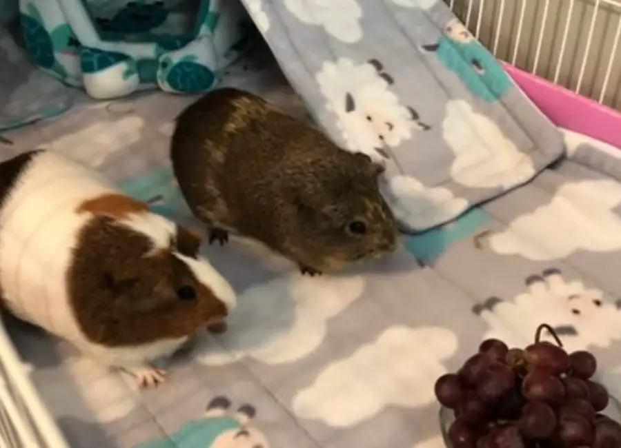Guinea Pigs Eating Grapes
